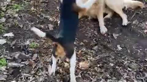 Things my dog does that make him happy