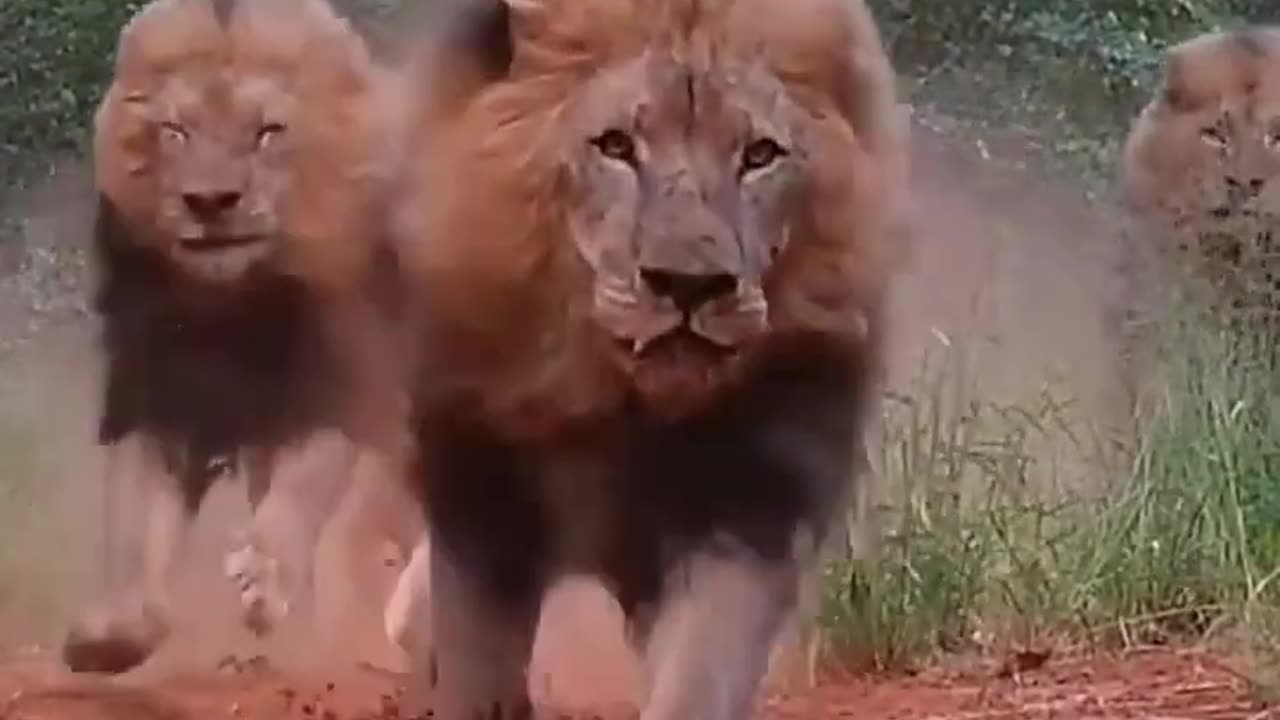 Angry Lions 😡 #lion