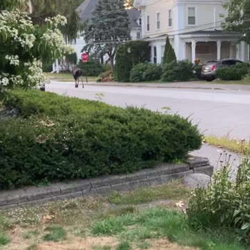 Moose Roams School Street In Concord On Sept. 15