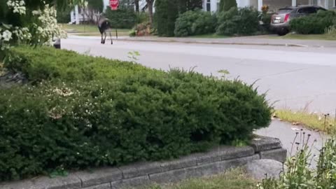 Moose Roams School Street In Concord On Sept. 15