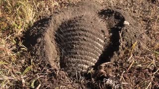 Armadillo Digging in the Dirt