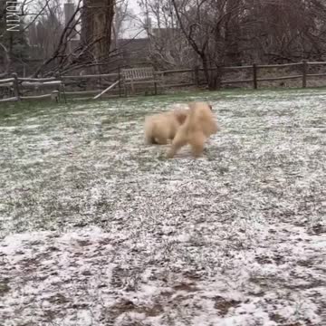 Cute dogs play with snow