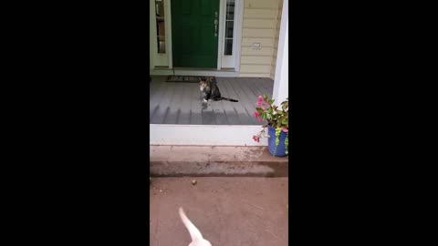 The golden retriever was scared away by the cat