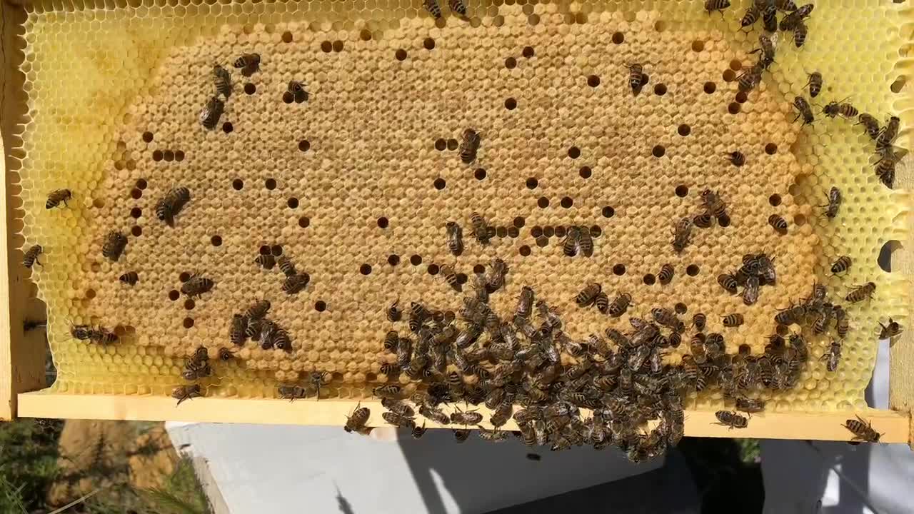 Best Beekeeping