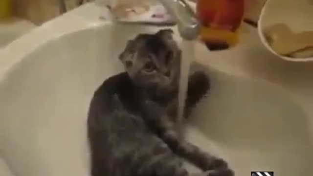 Some funny cat videos 30 sec