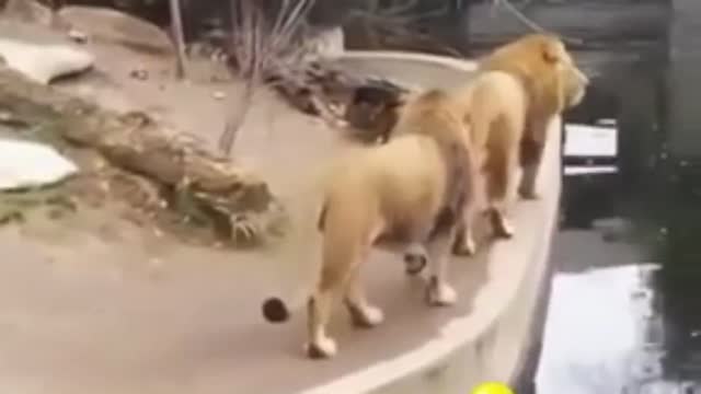 Best Animal Funny Video Must Watch