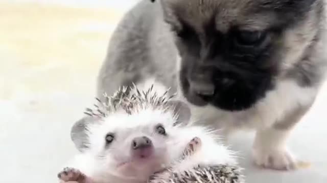 Little dog and Hedgehog