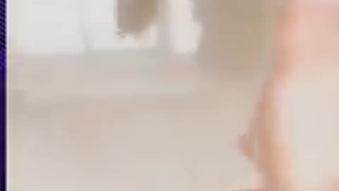 omg funny cat#short