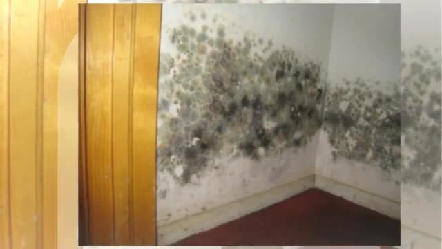 Best Mold Remediation NJ