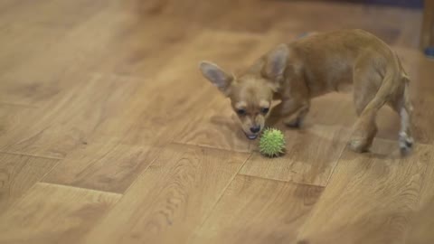 longhaired chihuahua dog plays very funny with a green chestnut