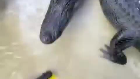 When alligators know you more than your brother🤣🤣😲