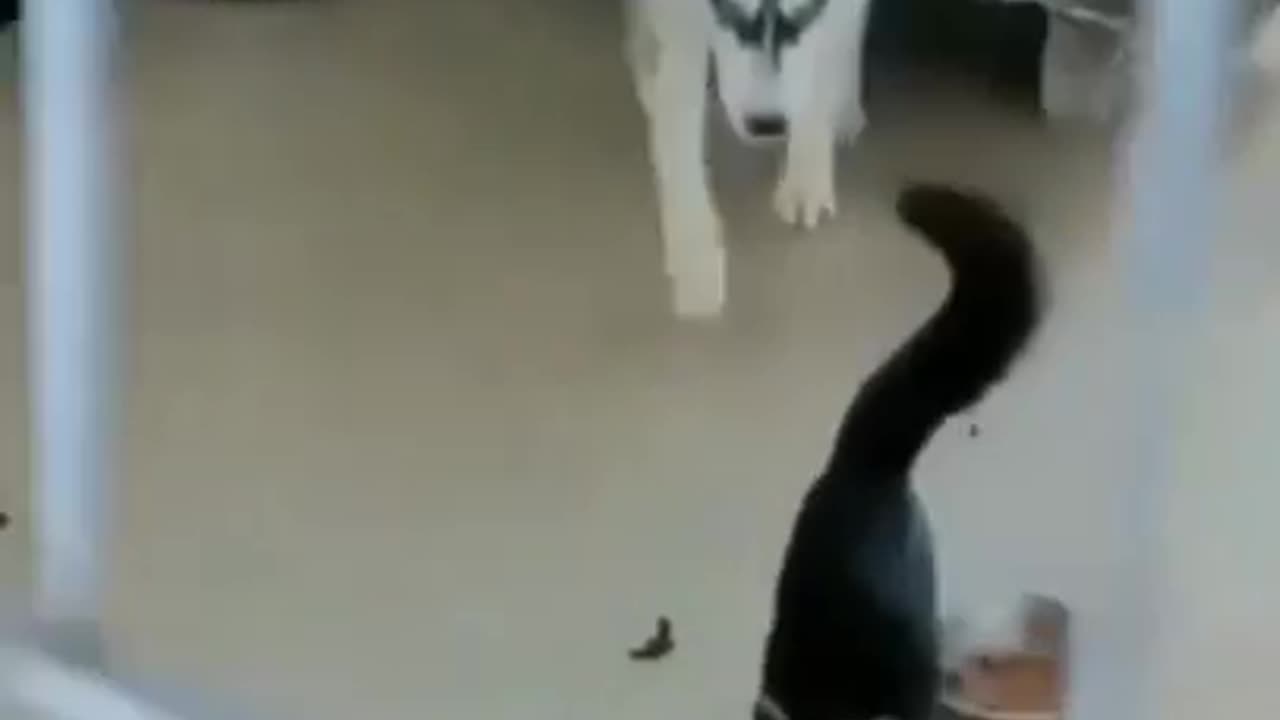 brave cat