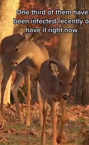 Scientists are swabbing the noses of deer