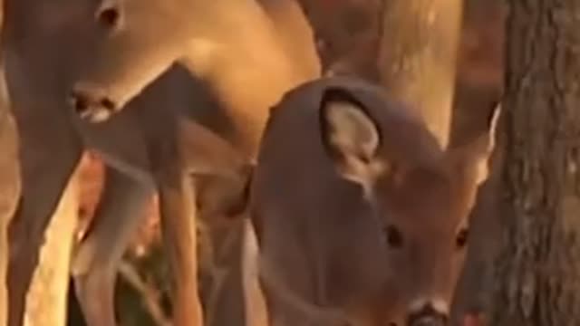 Scientists are swabbing the noses of deer