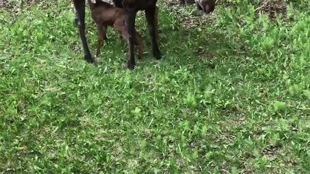 Little Moose Finds the Chimes