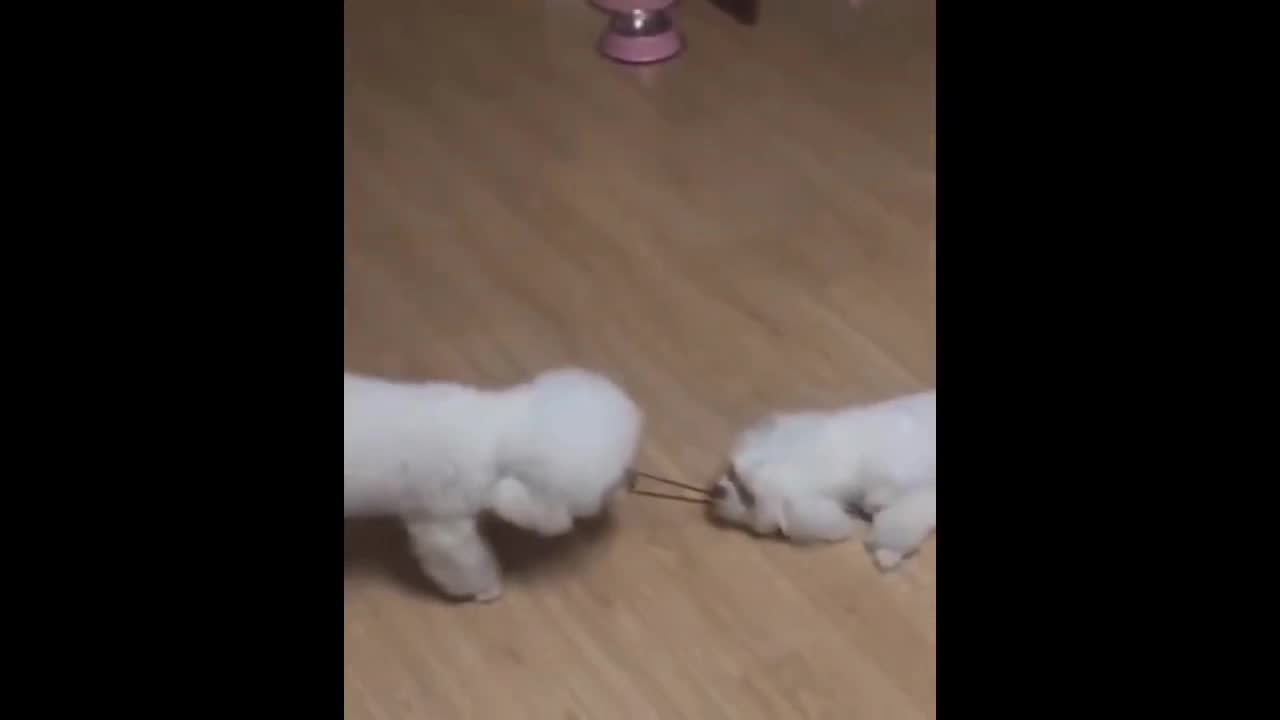 Little cats fighting each other for a hair band