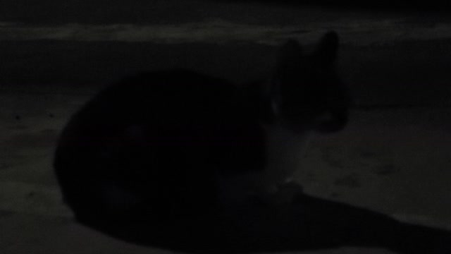 A cat that appeared on a dark night.