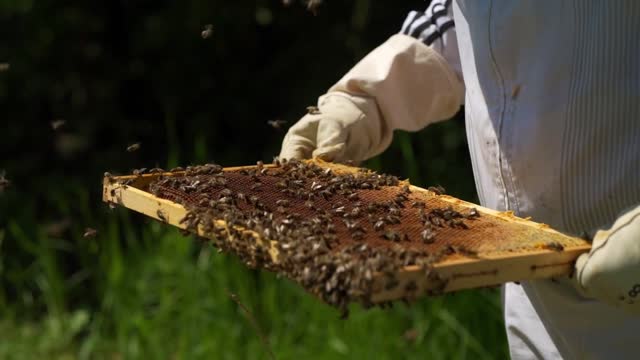 Countless bees