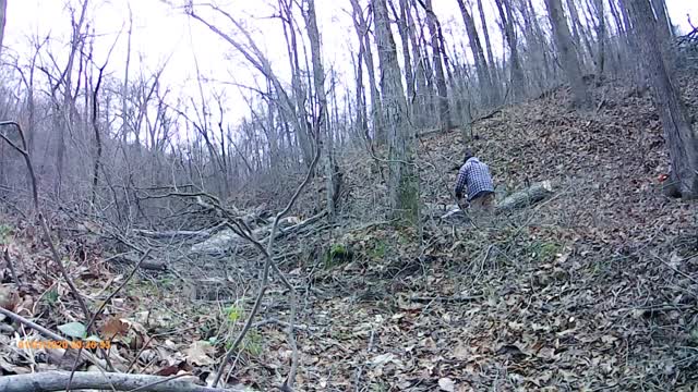 Topping 3 trees and nearing the end of the powerline path.