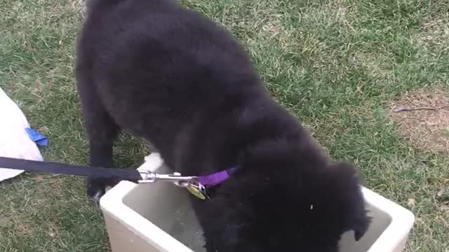 Paisley try’s to Swim in a Cooler