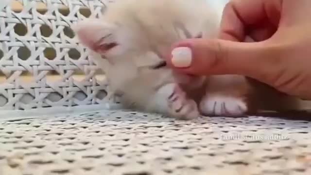 Cute 🐈 cat relation to other
