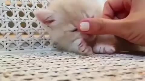 Cute 🐈 cat relation to other