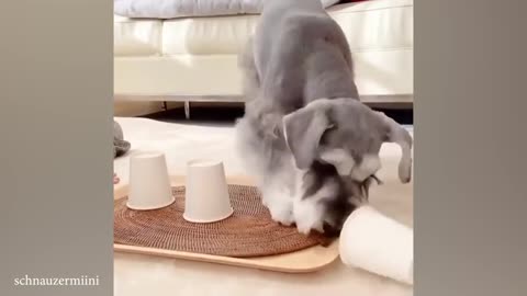 Monkey Obsessed with Magic Trick! Funniest Animal Reaction.mp4