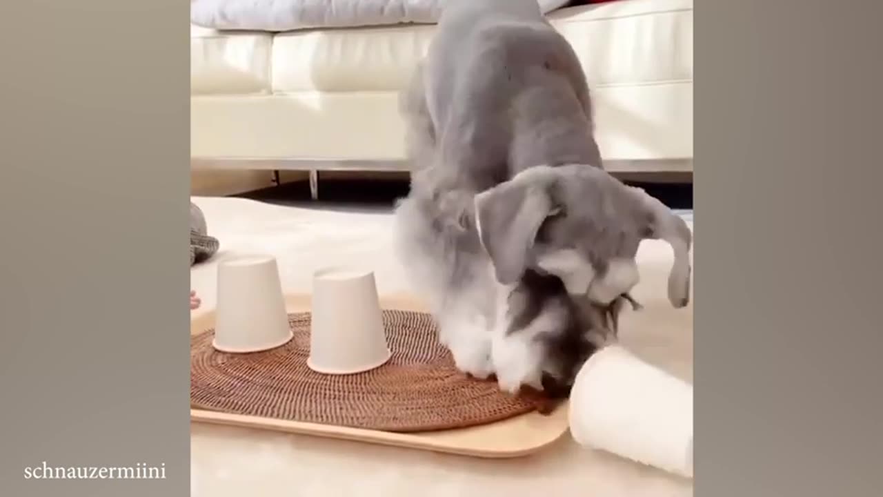 Monkey Obsessed with Magic Trick! Funniest Animal Reaction.mp4
