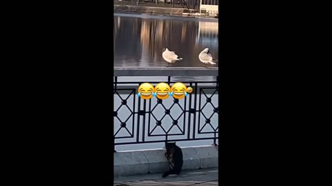 Funny animals - Funny cats / dogs - Funny animal videos