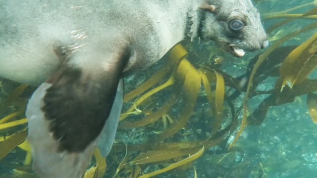 Sea lions of the depths of the Atlantic Ocean of Africa in Namibia