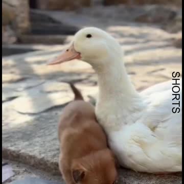WATCH : Dog And Duck Are Inseparable Best Friends #Shorts #cute_dog_and_duck