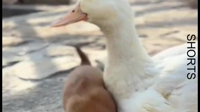 WATCH : Dog And Duck Are Inseparable Best Friends #Shorts #cute_dog_and_duck