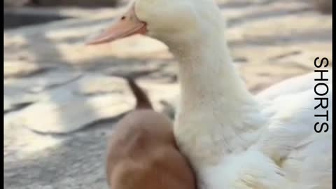 WATCH : Dog And Duck Are Inseparable Best Friends #Shorts #cute_dog_and_duck