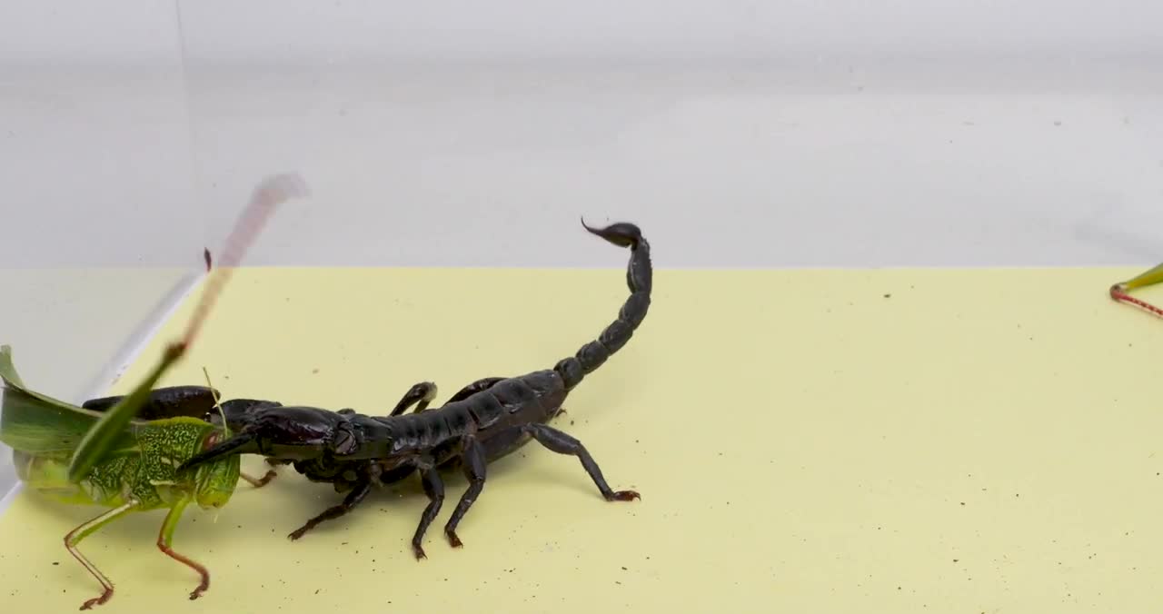 When a hungry scorpion meets a giant locust