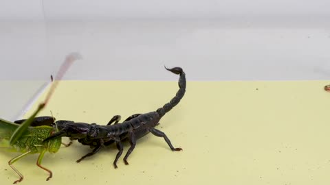 When a hungry scorpion meets a giant locust