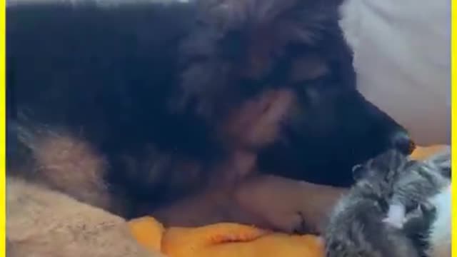 This fluffy German Shepherd
