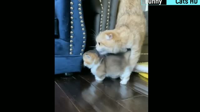 Best Funny Cat Videos OF MAY 😹/ Funny Cats 😻/ Time to Laugh Now 😂