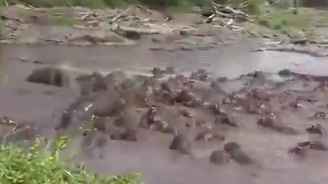 A crocodile falls victim to a herd of hippos