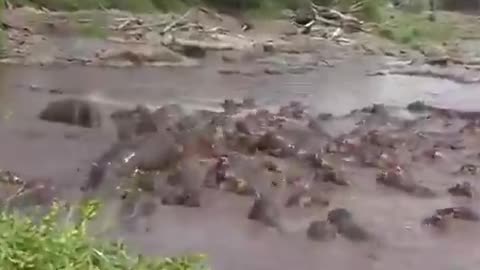 A crocodile falls victim to a herd of hippos