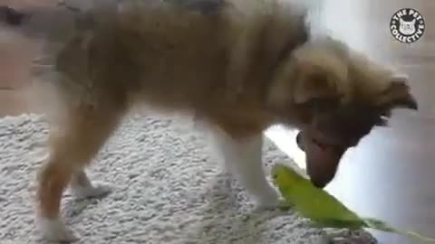 Adorable dog love playing with a parrot