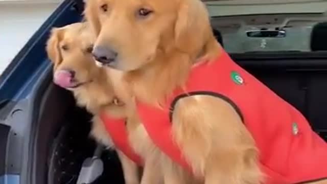 Cute and Funny Dog Videos Compilation