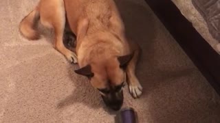 Lazy dog owner vacuums around