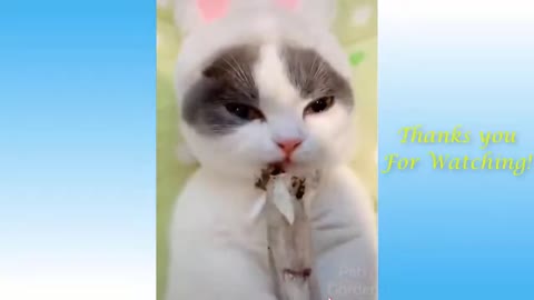 Funny Animal Videos 2020 - Impossible Not To Laugh - Funny Videos #1