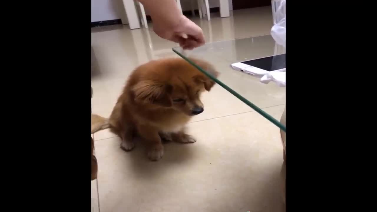 The dog are cute and funny