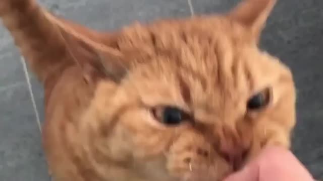 Hungry cat