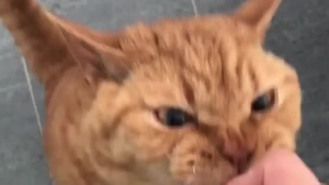 Hungry cat