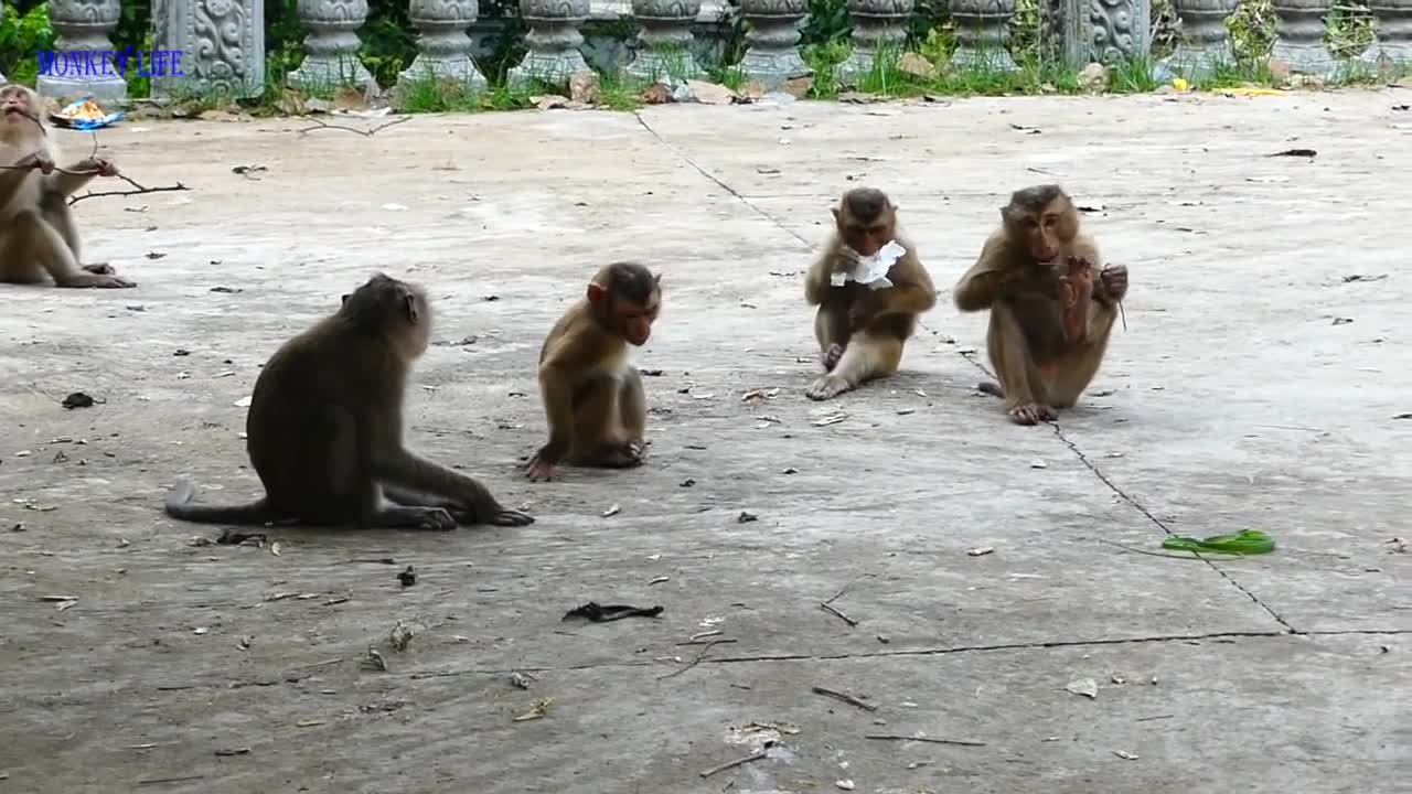 Attack between snake and monkey