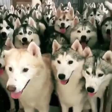 How many real dogs there?