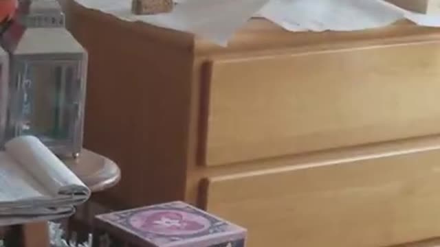 Grace The Collared Dove Talking to herself!!Literally!!!!