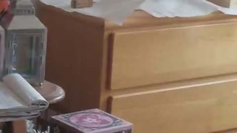 Grace The Collared Dove Talking to herself!!Literally!!!!